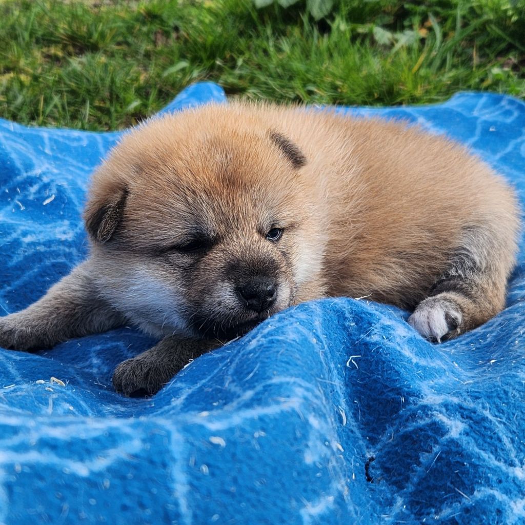 Aurely's Dogs - Chiot disponible  - Shiba