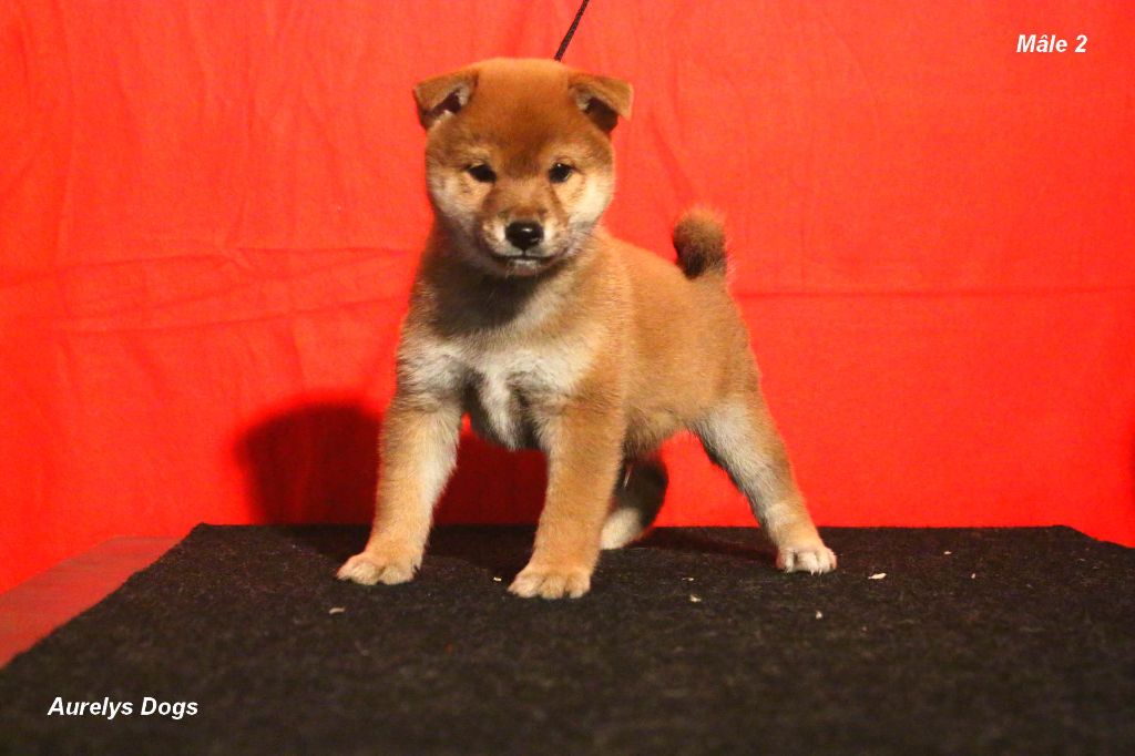 Aurely's Dogs - Chiot disponible  - Shiba