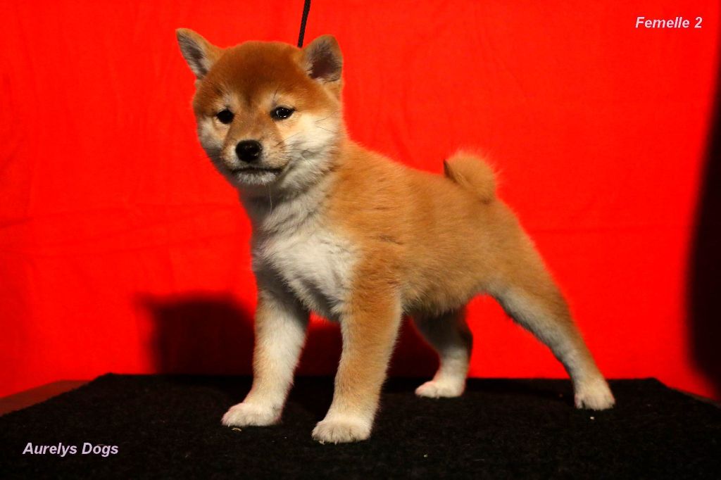 Aurely's Dogs - Chiot disponible  - Shiba