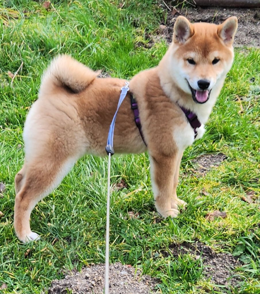 Aurely's Dogs - Chiot disponible  - Shiba