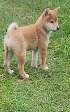 Aurely's Dogs - Chiot disponible  - Shiba