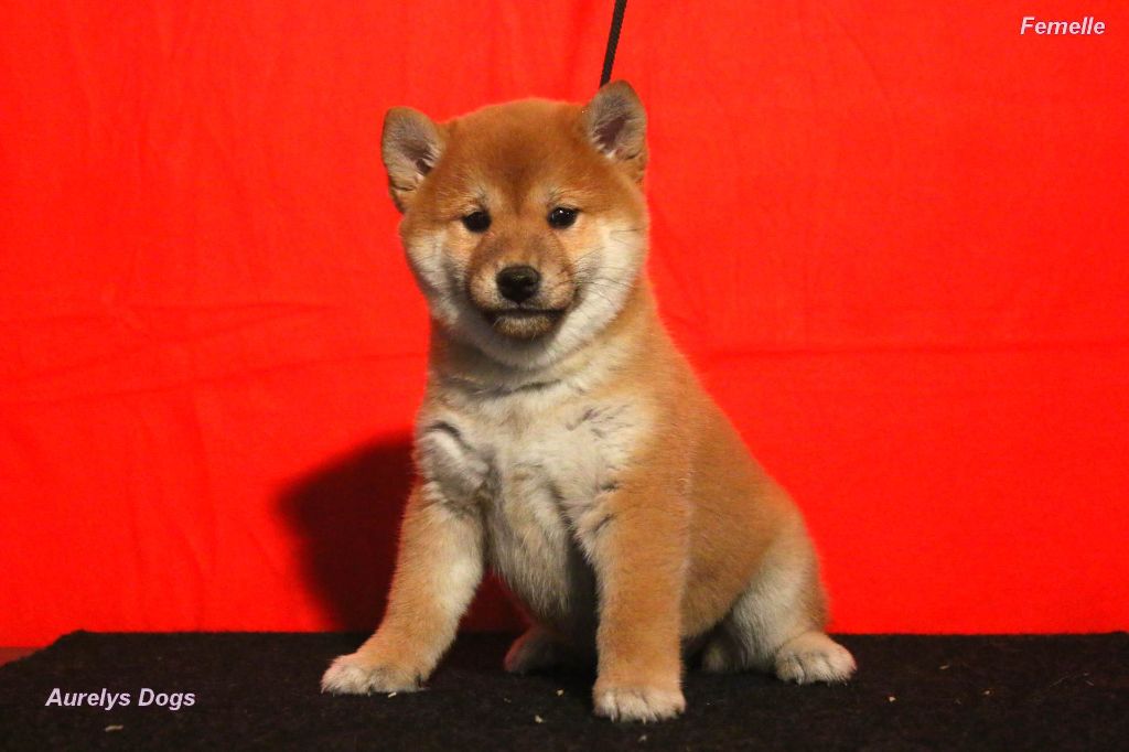 Aurely's Dogs - Chiot disponible  - Shiba