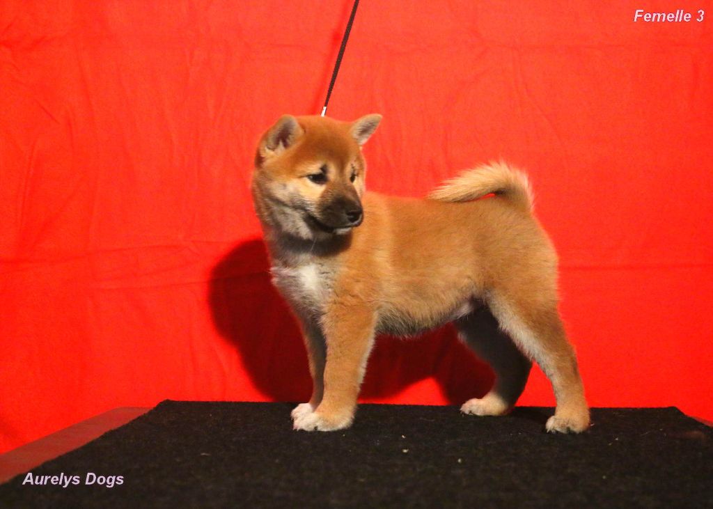 Aurely's Dogs - Chiot disponible  - Shiba