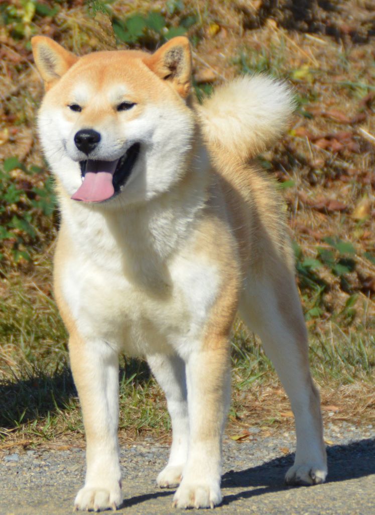 Nikko de L'Igloo des Sables
