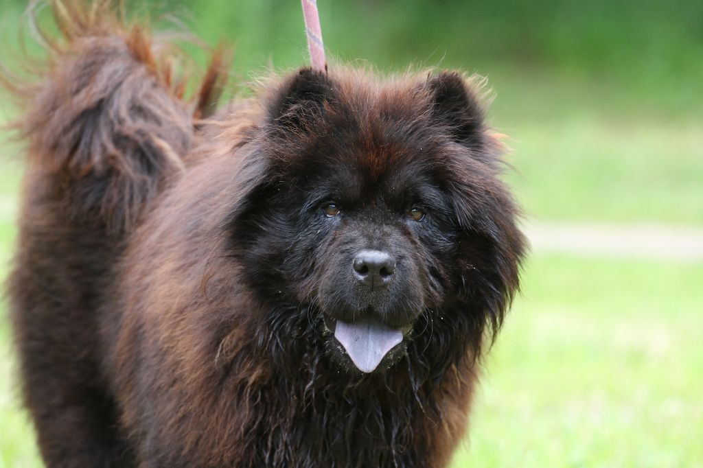 Tess Aurely's Dogs