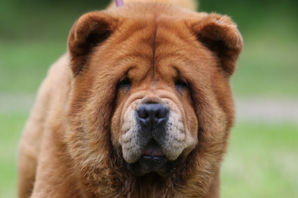 Sansa Aurely's Dogs