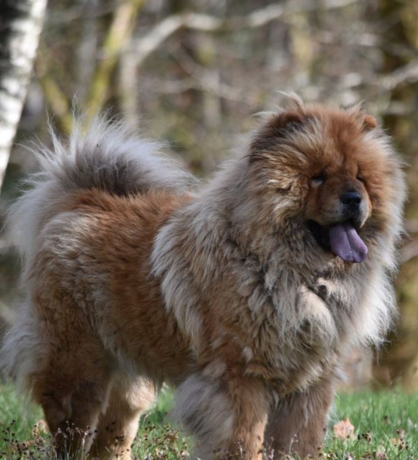 old sweetland's Kaiken