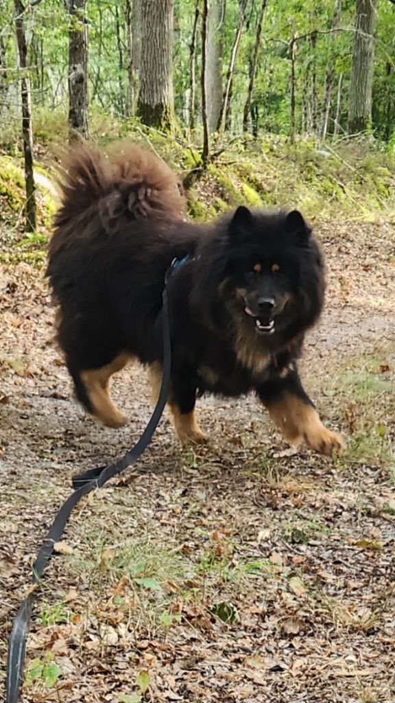 Toska Du Mistral Normand