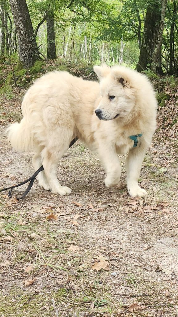 Aia Du Mistral Normand