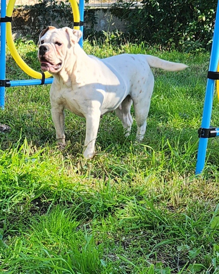 Utopya Aurely's Dogs