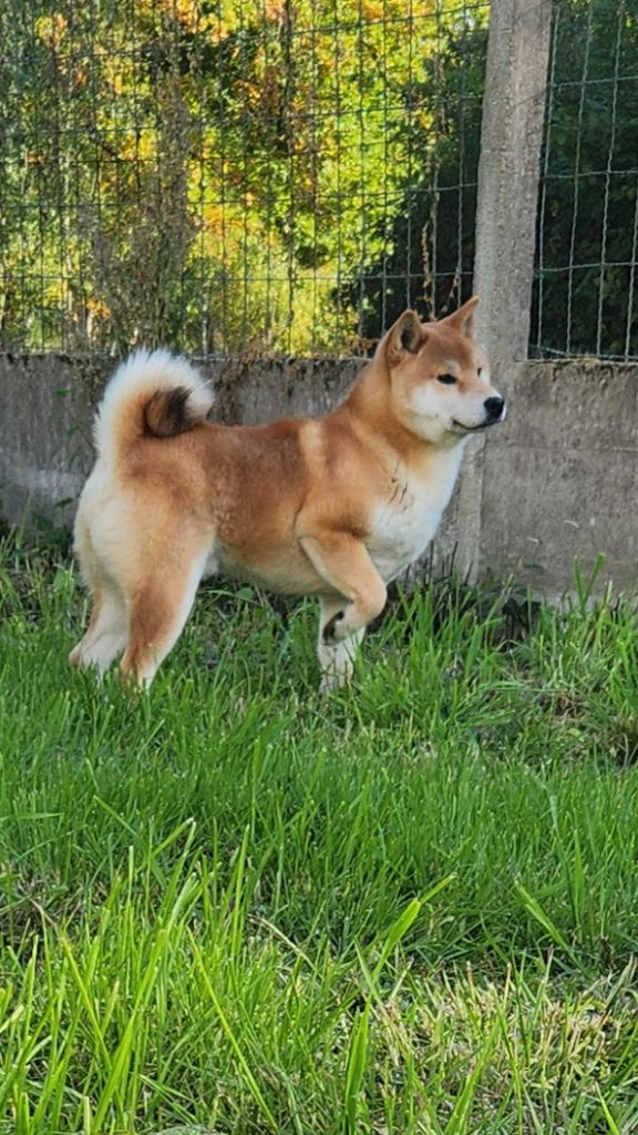 Urubu De La Source Des Rochettes