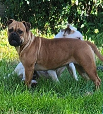 United Aurely's Dogs