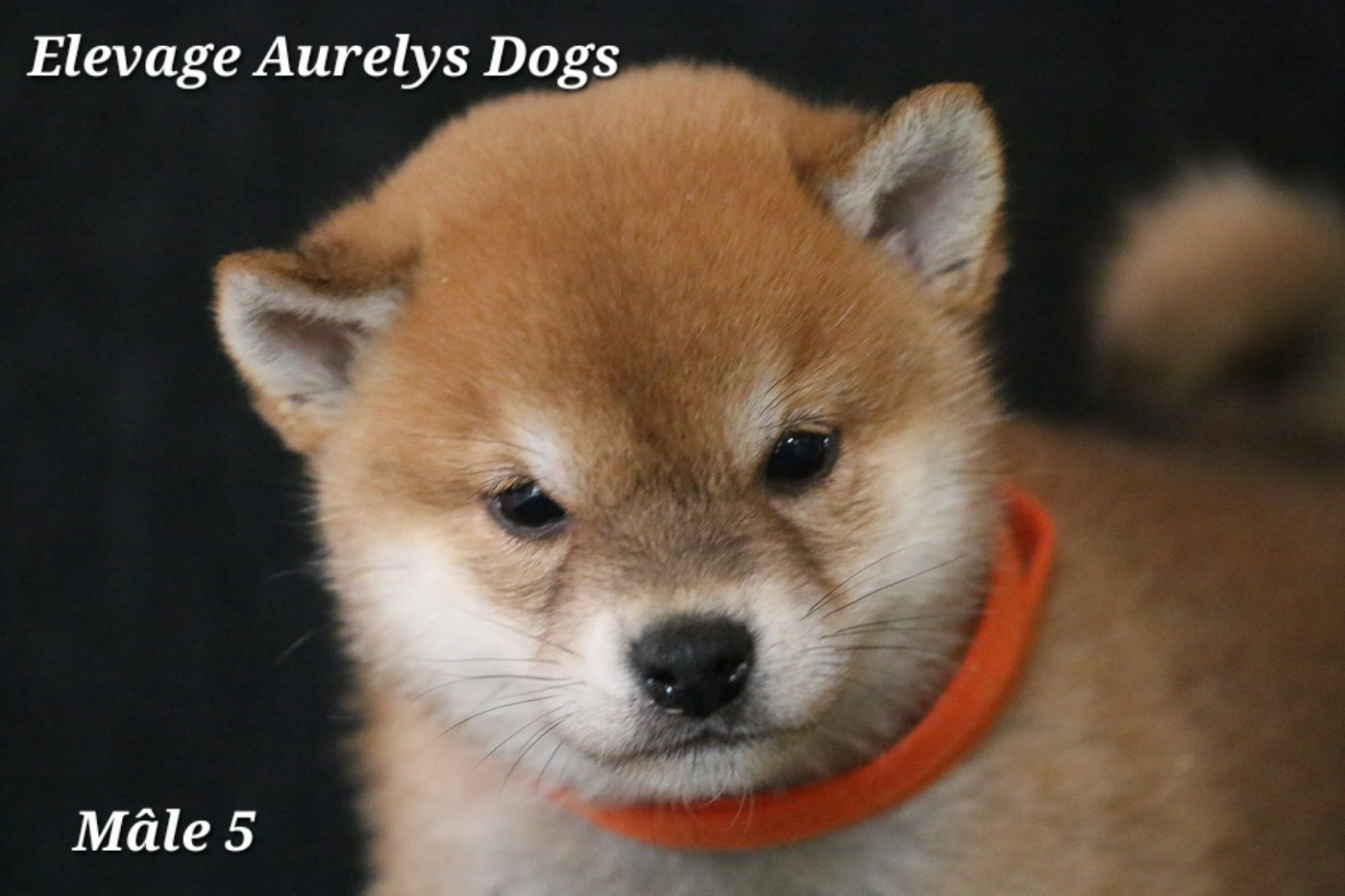 Aurely's Dogs - A réserver