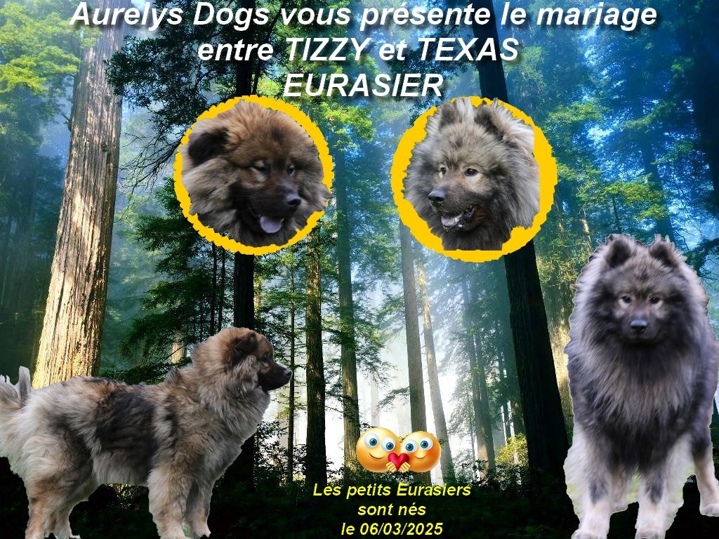 Aurely's Dogs - Les bébés eurasier sont nés 