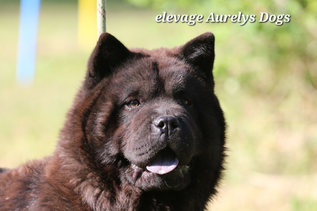 Chiot 6 mois disponible