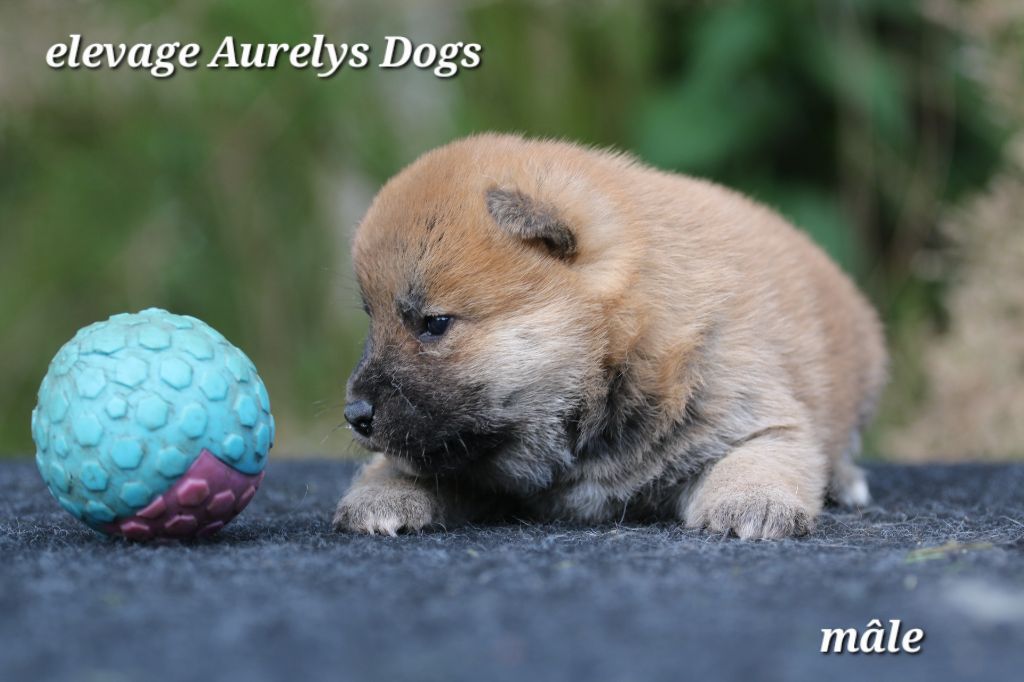 Aurely's Dogs - Chiots disponibles - Shiba