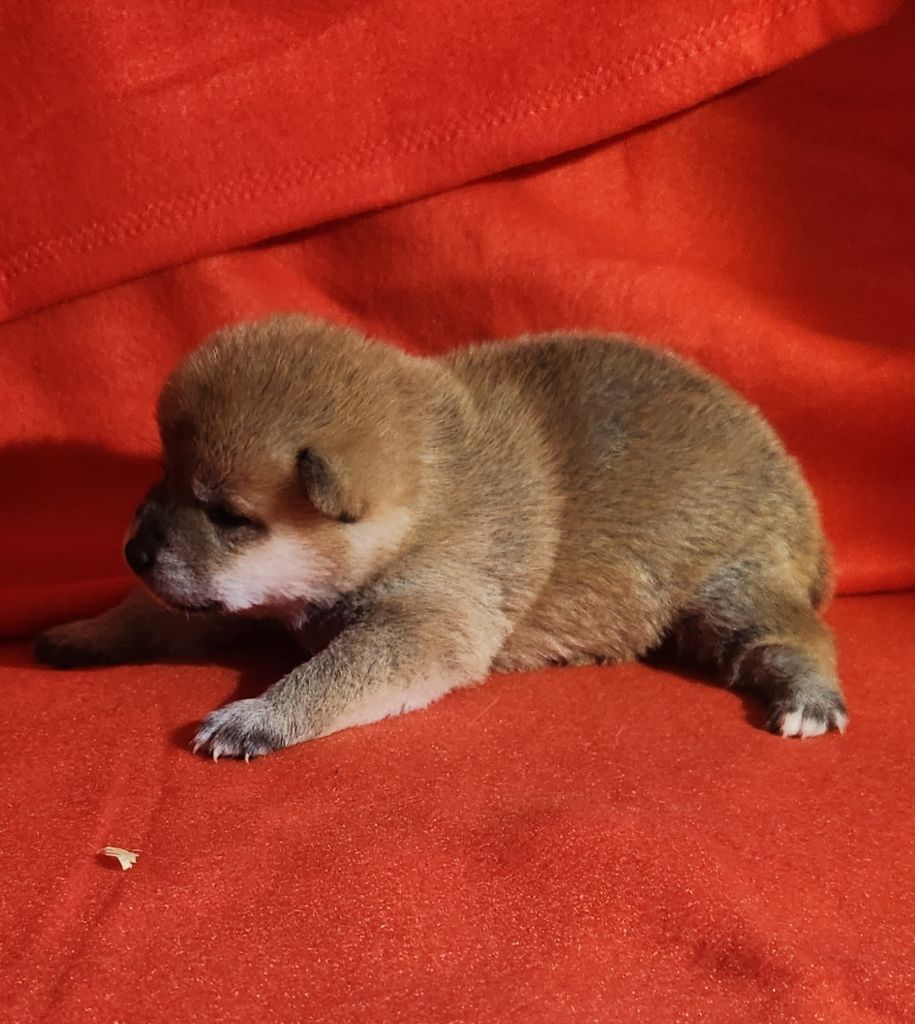 Aurely's Dogs - Chiots disponibles - Shiba