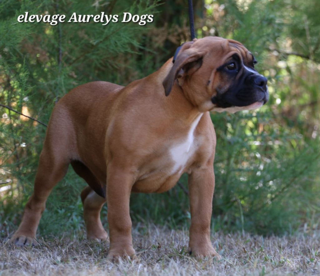 Aurely's Dogs - Chiots disponibles - Bulldog continental