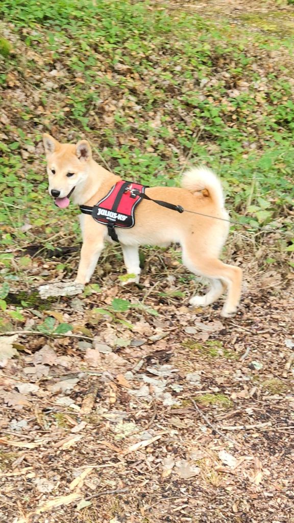 Aurely's Dogs - Chiots disponibles - Shiba