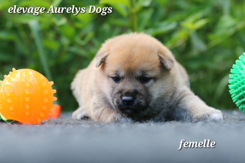 Aurely's Dogs - Chiots disponibles - Shiba
