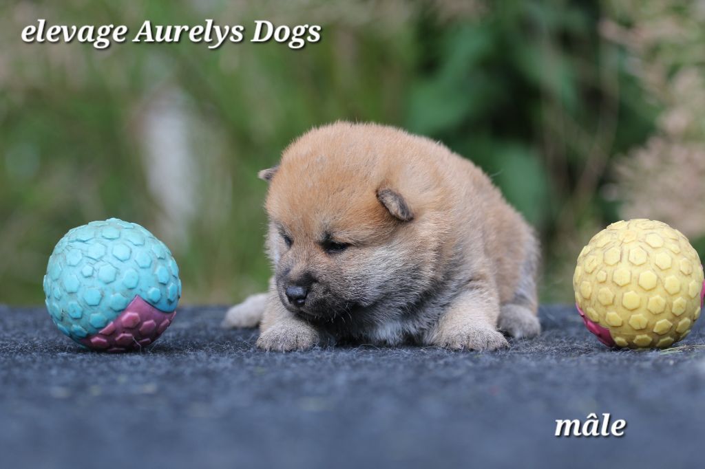 Aurely's Dogs - Chiots disponibles - Shiba