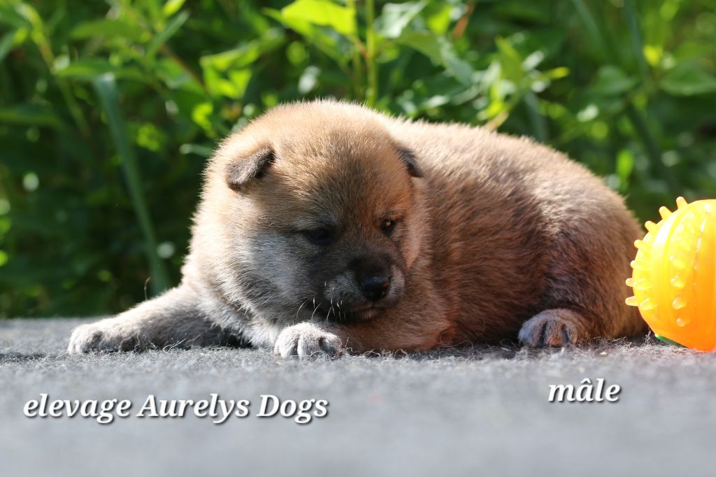 Aurely's Dogs - Chiots disponibles - Shiba