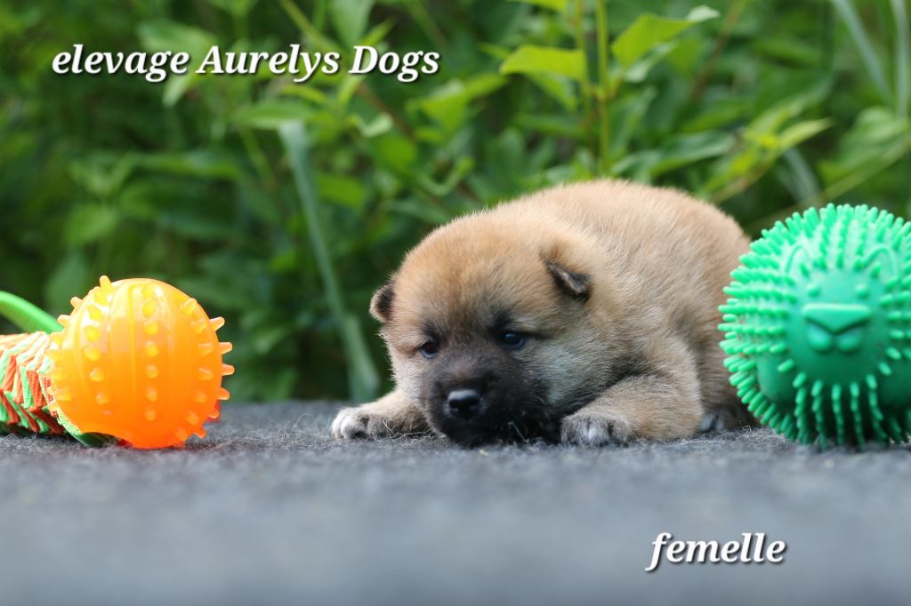 Aurely's Dogs - Chiots disponibles - Shiba