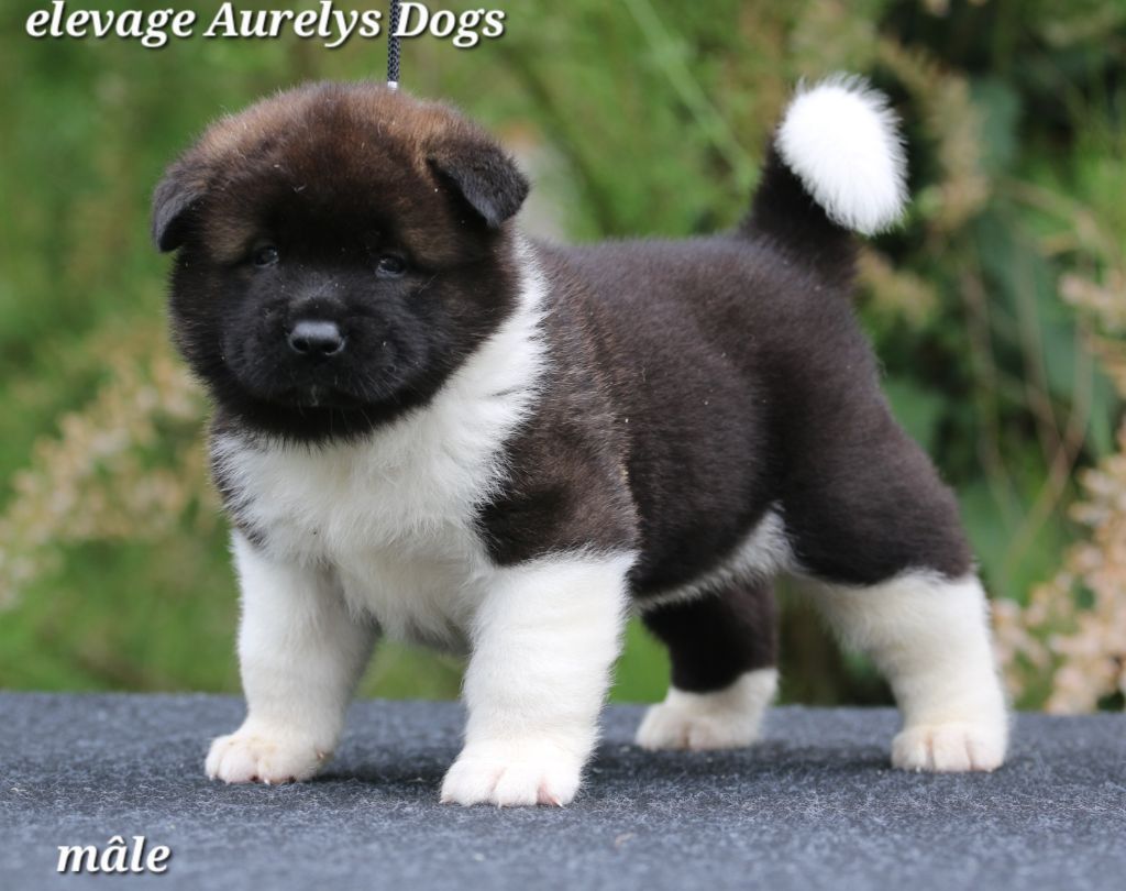 Aurely's Dogs - Chiots disponibles - Akita americain