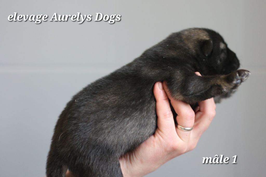 Aurely's Dogs - Chiots disponibles - Eurasier