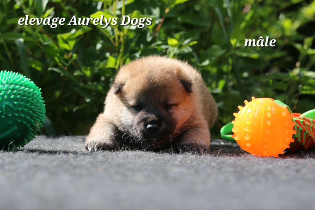 Aurely's Dogs - Chiots disponibles - Shiba
