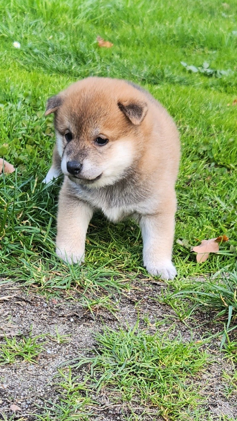 Aurely's Dogs - Chiots disponibles - Shiba