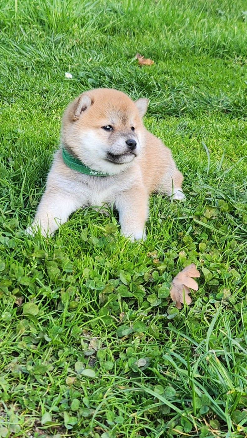 Aurely's Dogs - Chiots disponibles - Shiba