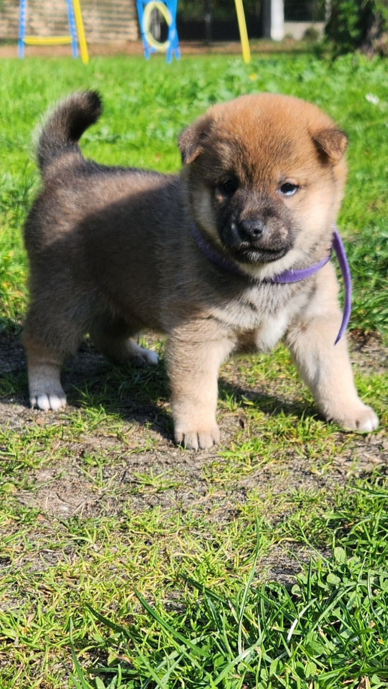 Aurely's Dogs - Chiots disponibles - Shiba