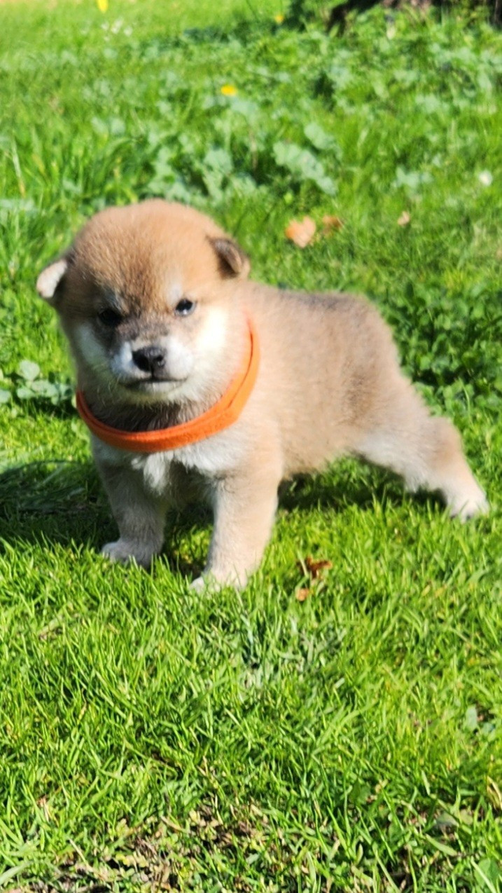 Aurely's Dogs - Chiots disponibles - Shiba