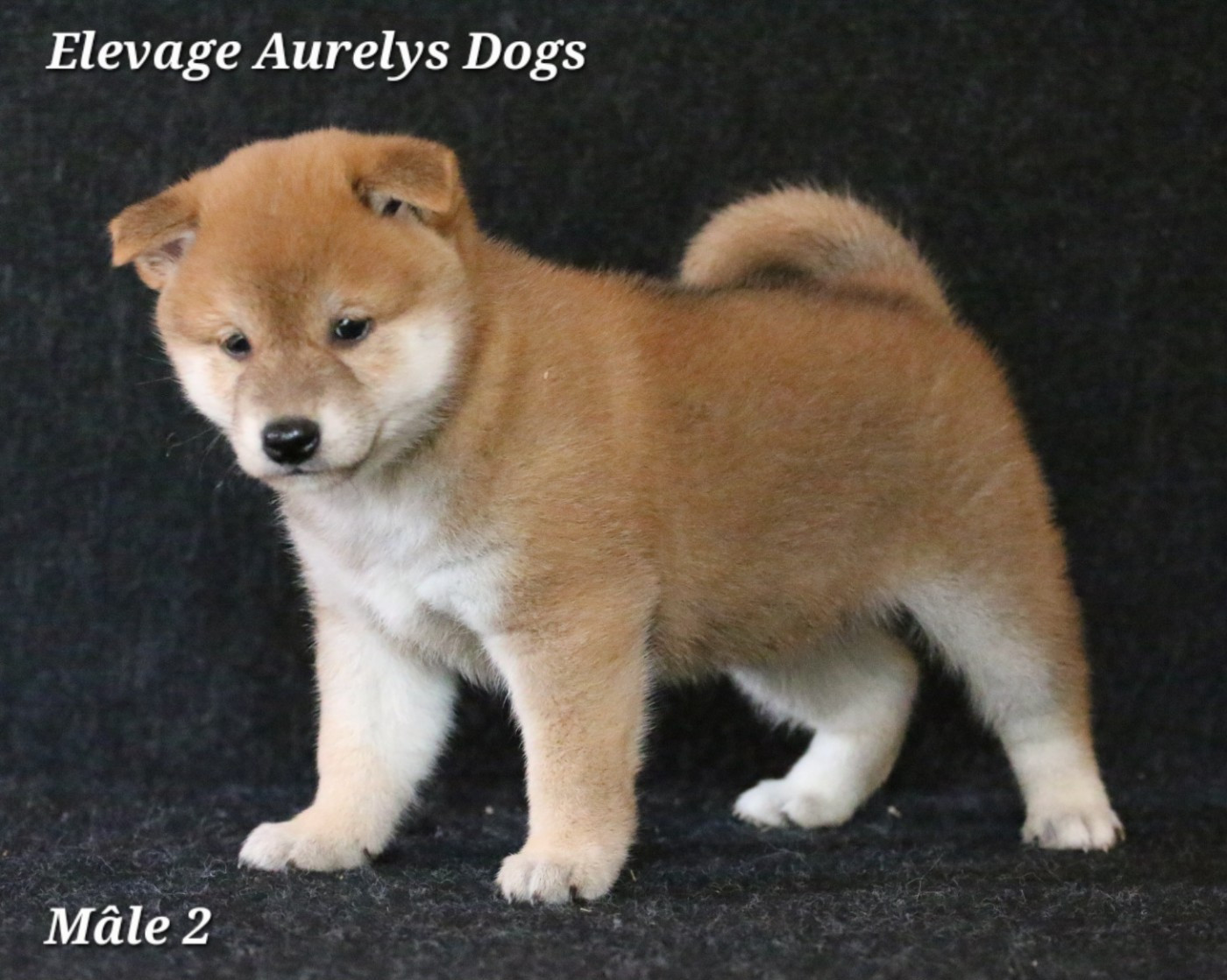 Aurely's Dogs - Chiots disponibles - Shiba