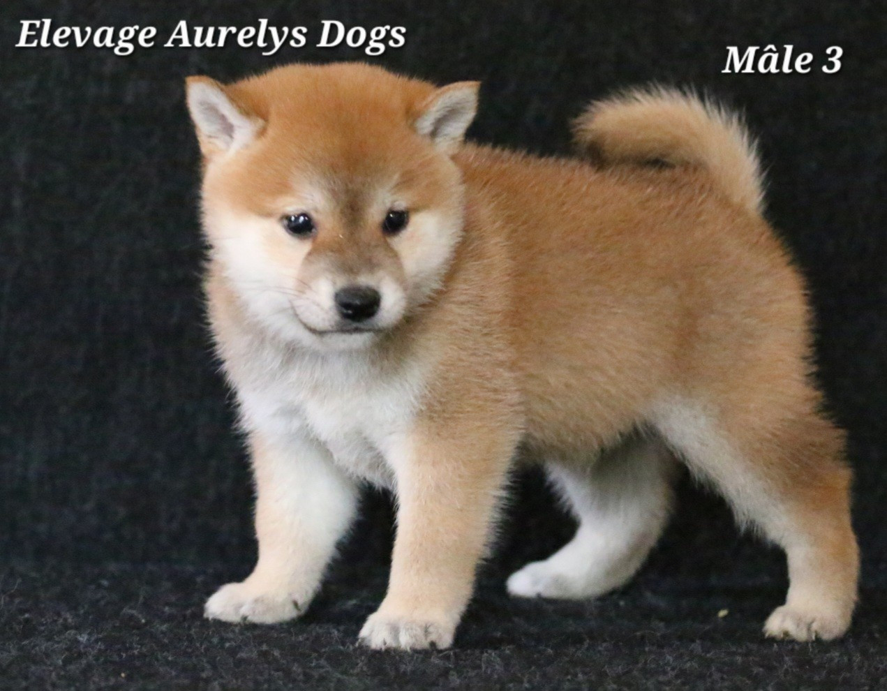 Aurely's Dogs - Chiots disponibles - Shiba