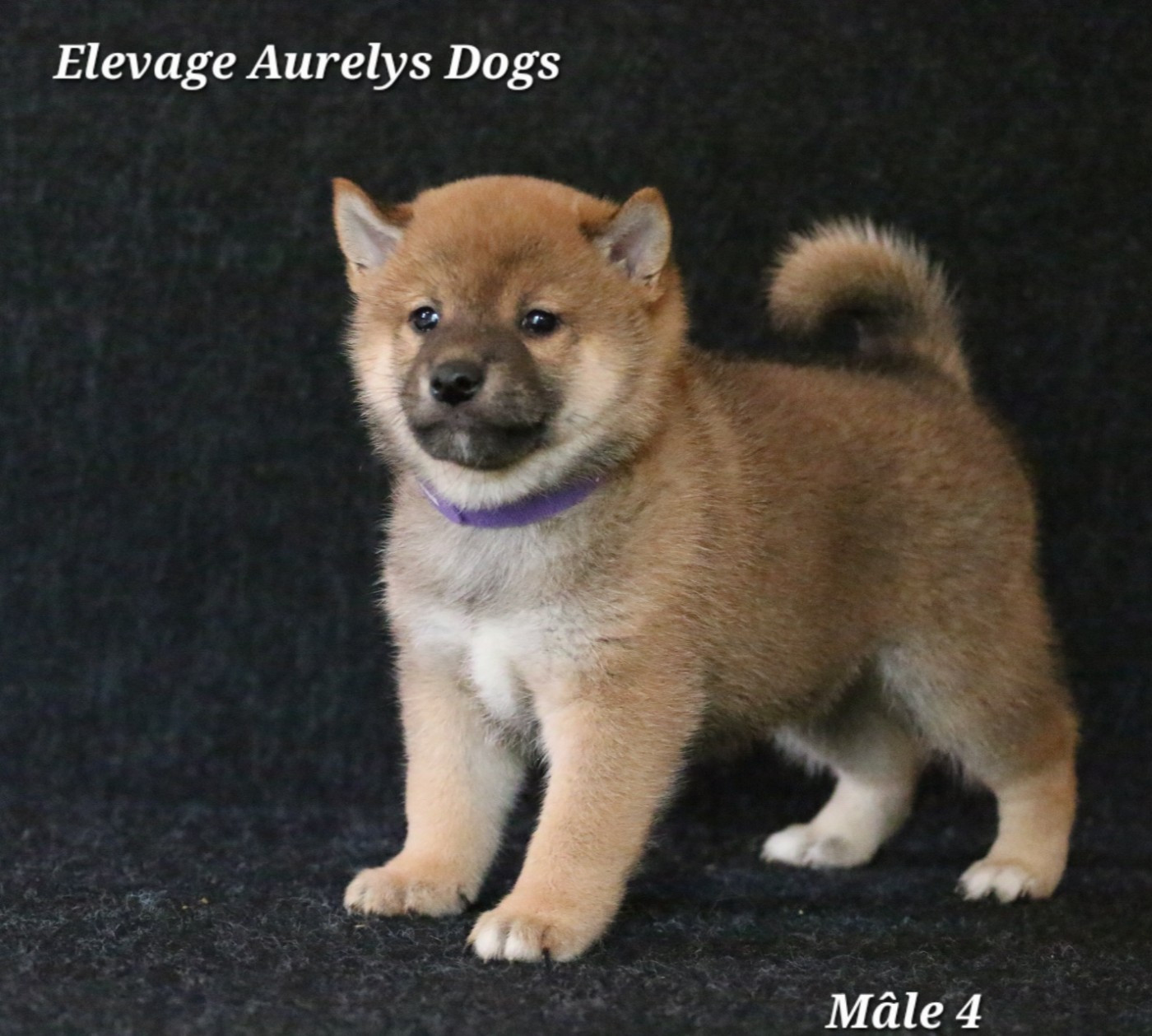 Aurely's Dogs - Chiots disponibles - Shiba
