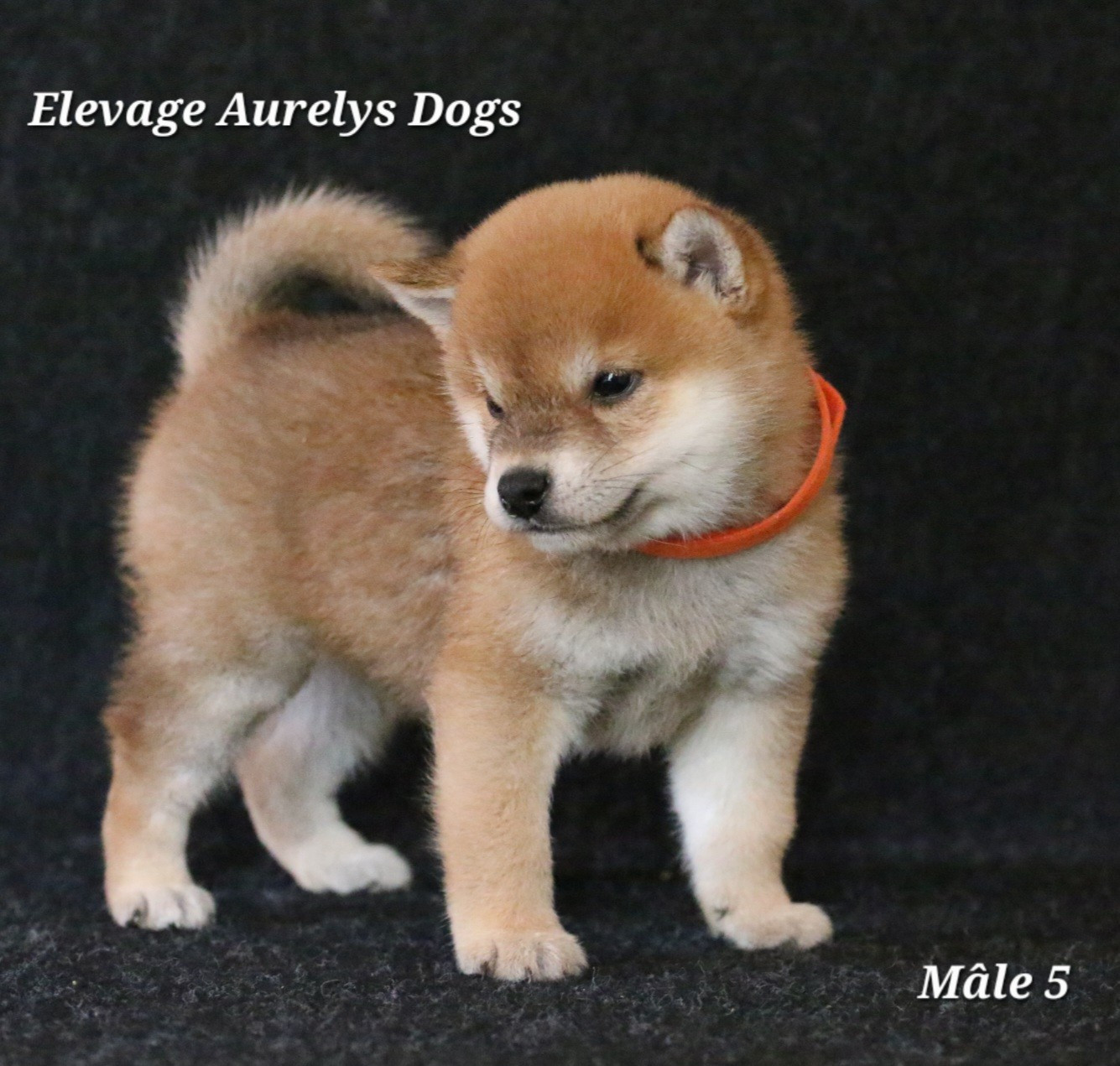Aurely's Dogs - Chiots disponibles - Shiba