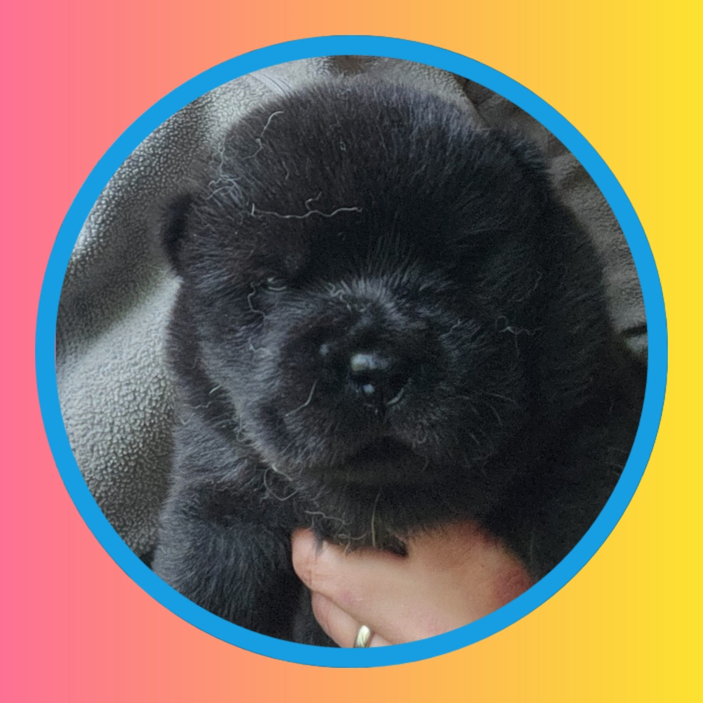 Aurely's Dogs - Chiots disponibles - Chow Chow