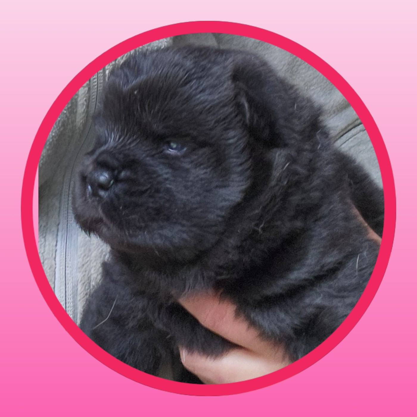 Aurely's Dogs - Chiots disponibles - Chow Chow