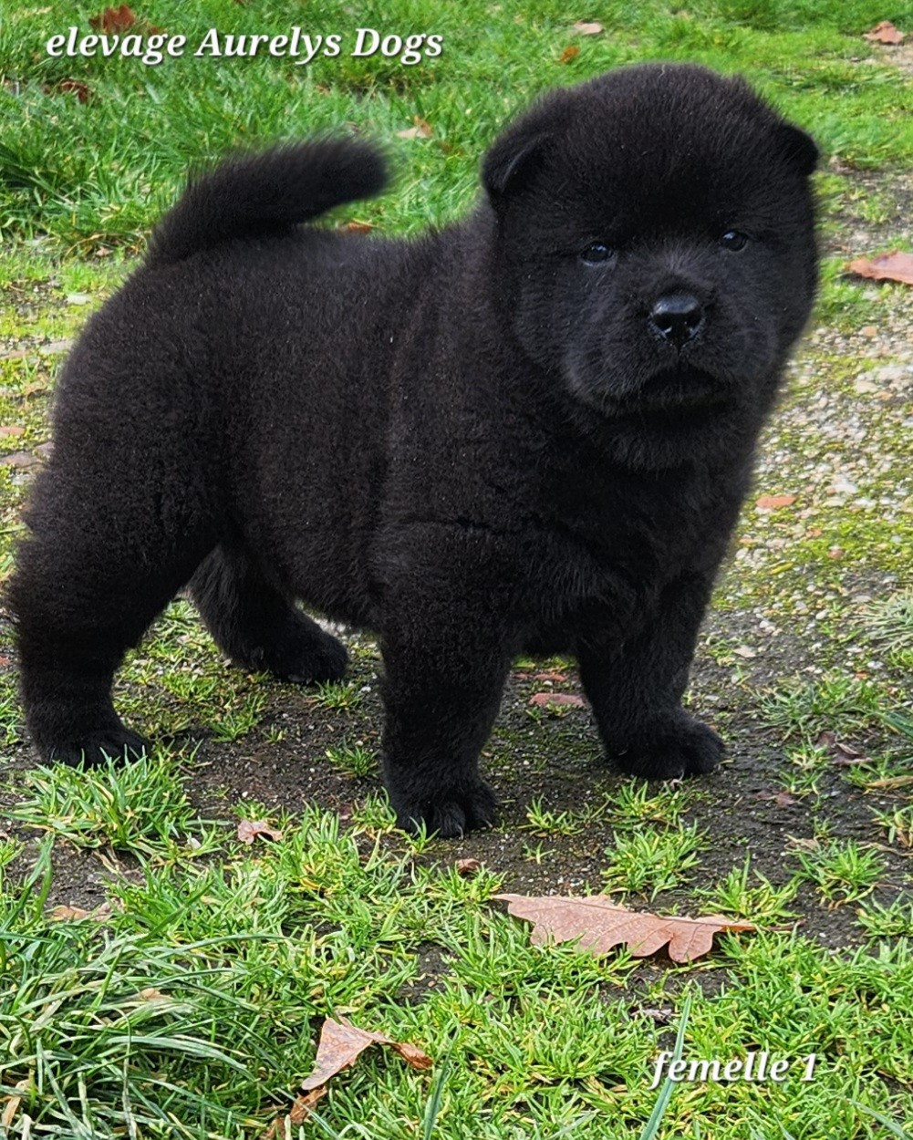 Aurely's Dogs - Chiots disponibles - Chow Chow