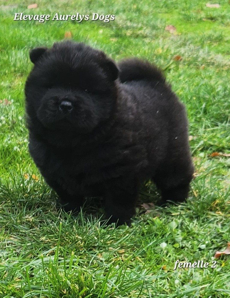 Aurely's Dogs - Chiots disponibles - Chow Chow