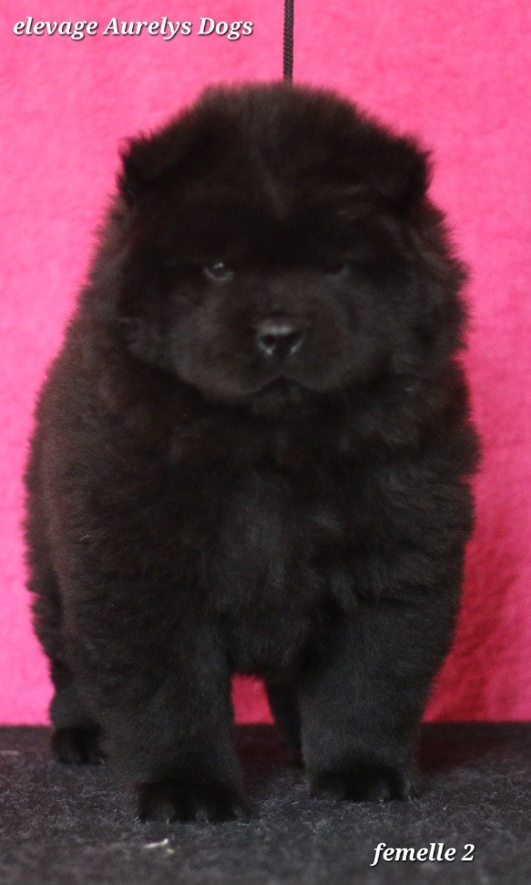 Aurely's Dogs - Chiots disponibles - Chow Chow
