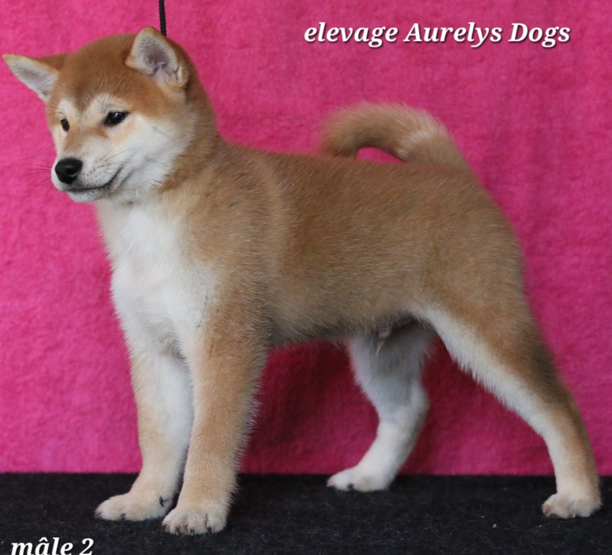 Aurely's Dogs - Chiots disponibles - Shiba