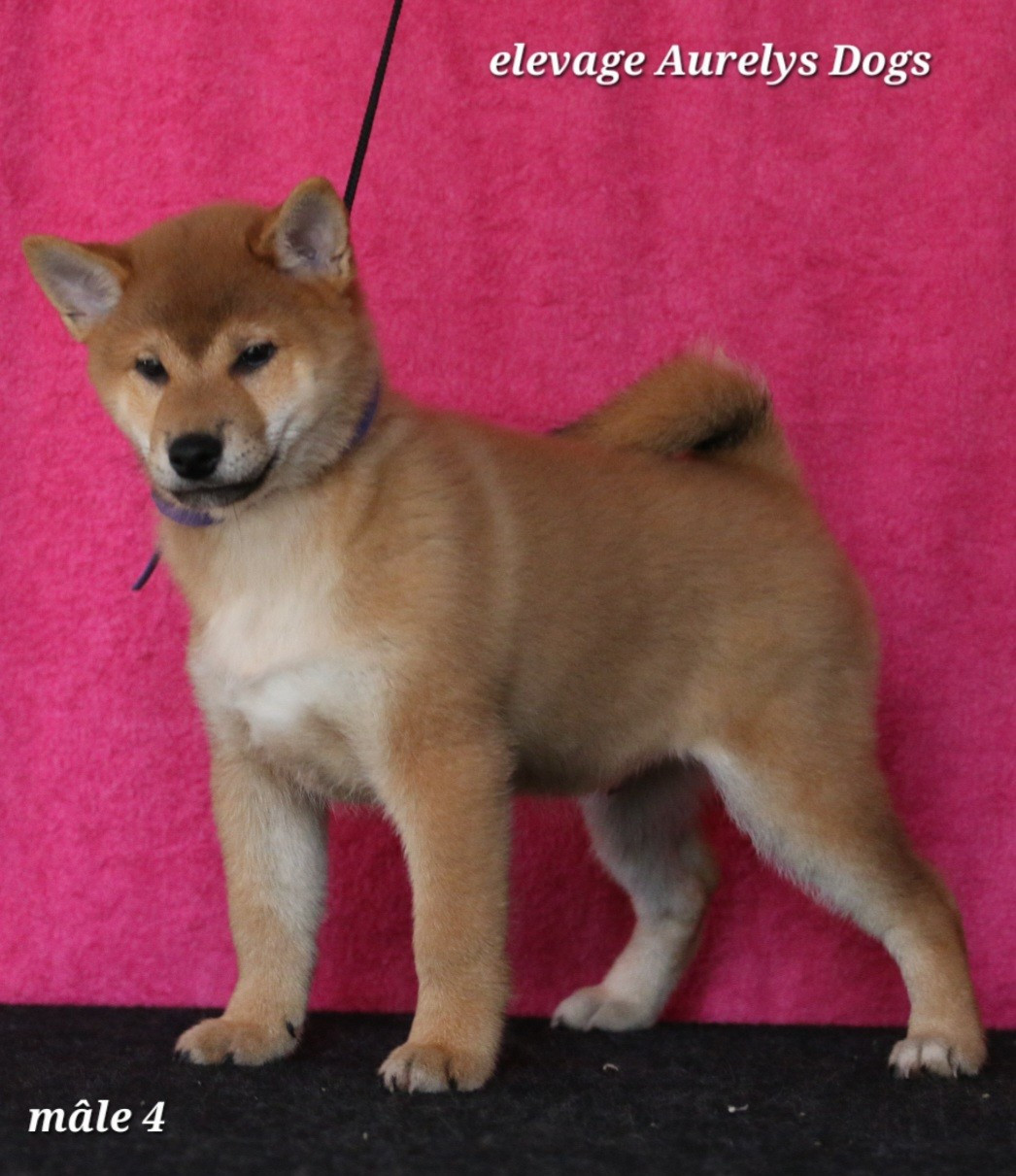 Aurely's Dogs - Chiots disponibles - Shiba