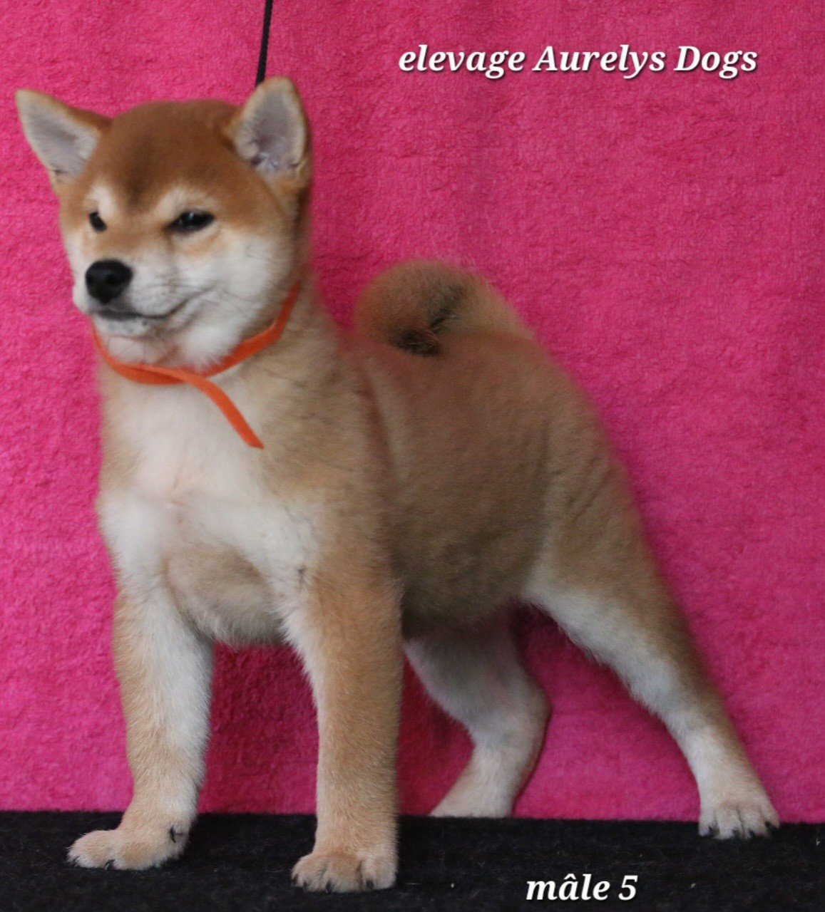 Aurely's Dogs - Chiots disponibles - Shiba