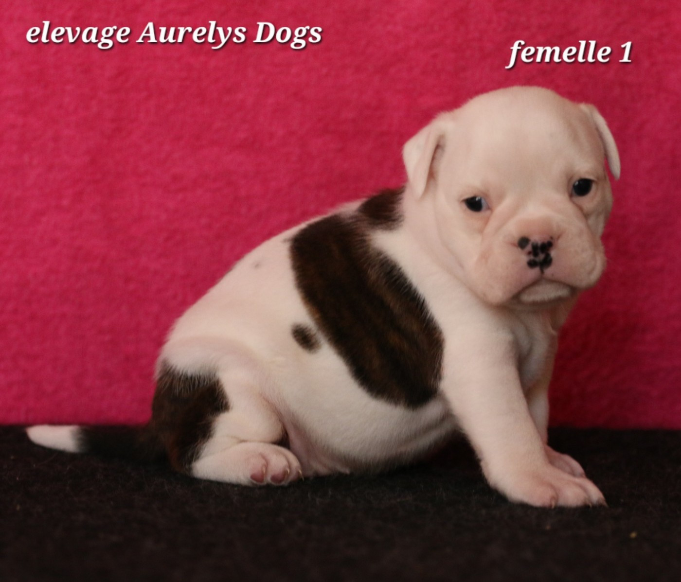 Aurely's Dogs - Chiots disponibles - Bulldog continental