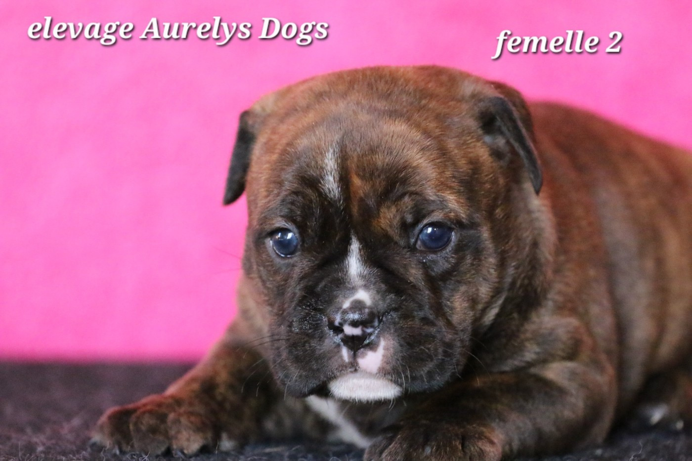 Aurely's Dogs - Chiots disponibles - Bulldog continental
