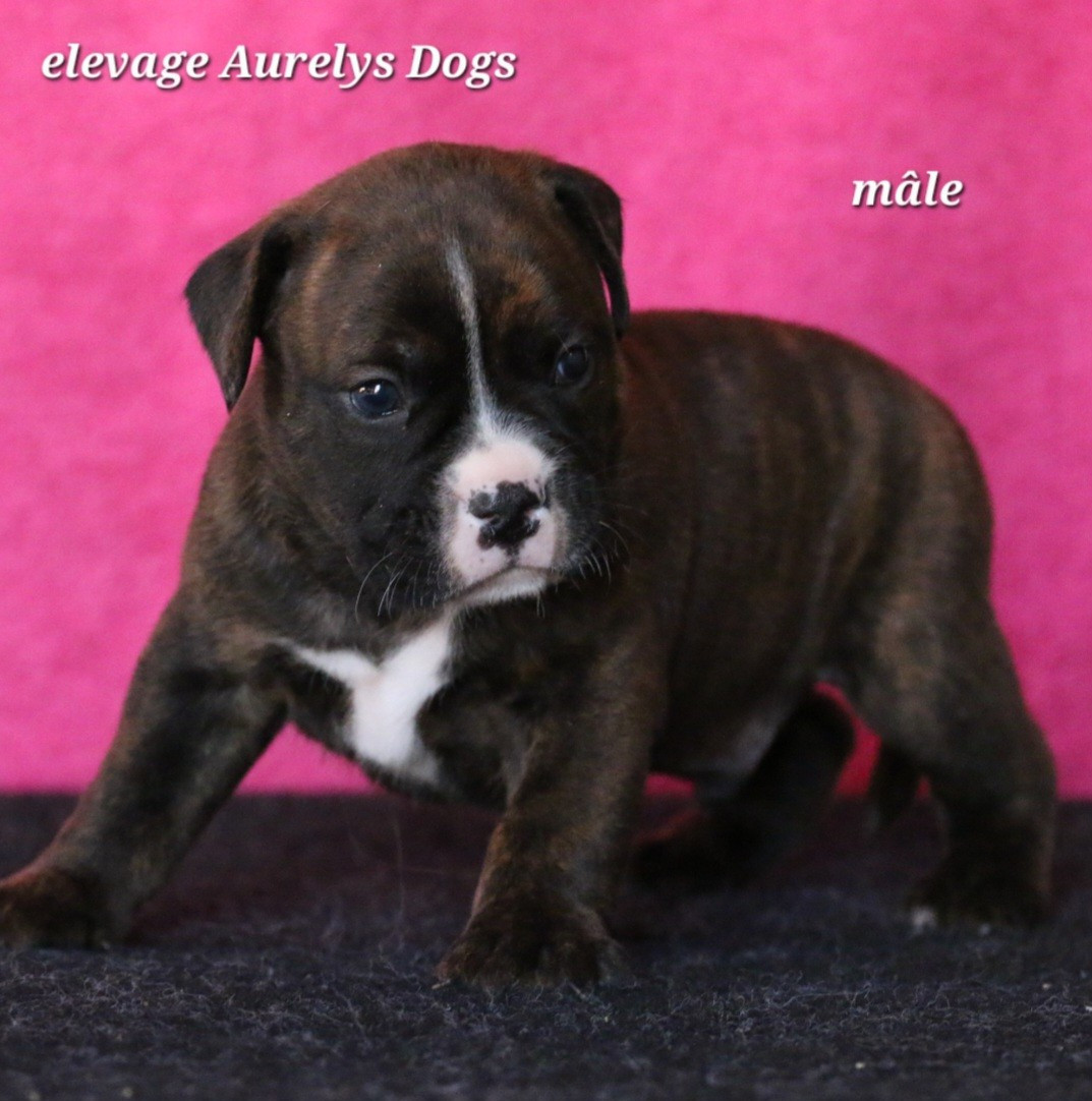 Aurely's Dogs - Chiots disponibles - Bulldog continental