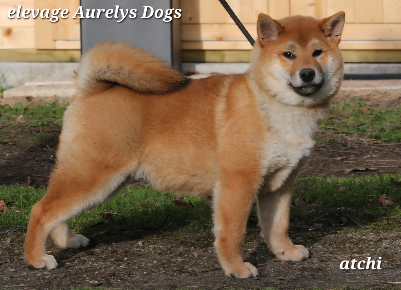 Aurely's Dogs - Chiots disponibles - Shiba